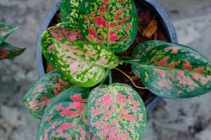 aglaonema