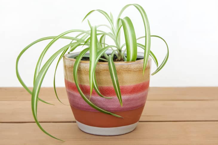 How to care for spider plants