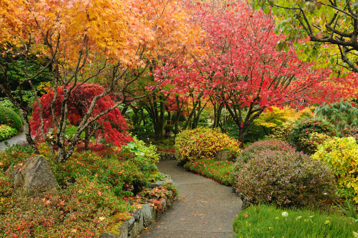 fall garden with trees and shrubs in red and orange shades