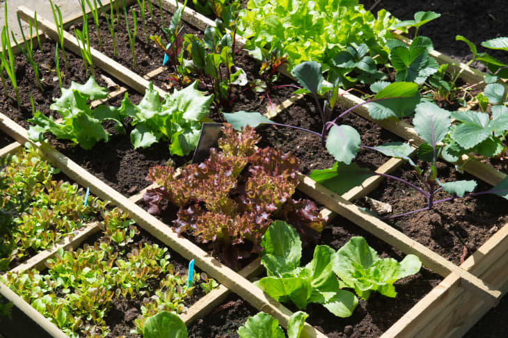 Green Thumb: 3 Expert Tips for Your Fall Garden - Everything Zoomer