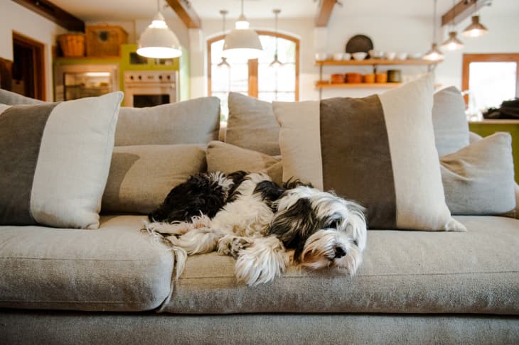 How To Clean Pet Hair From Furniture, Floors & More