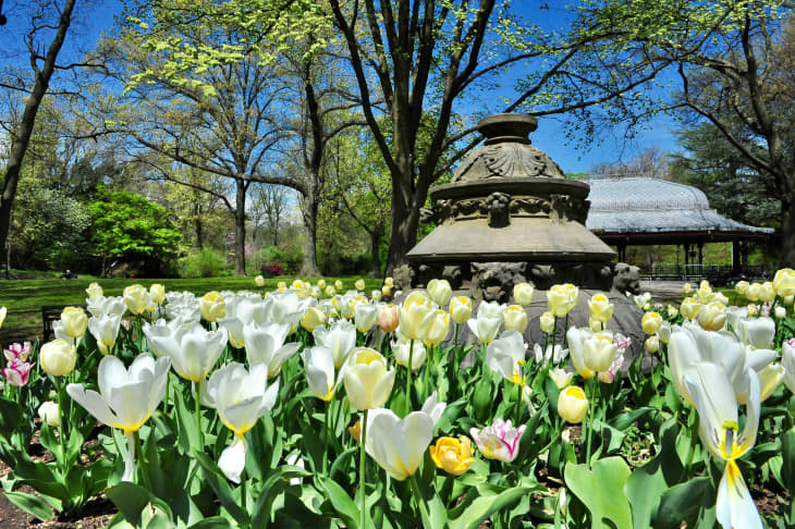 tulips in prospect park