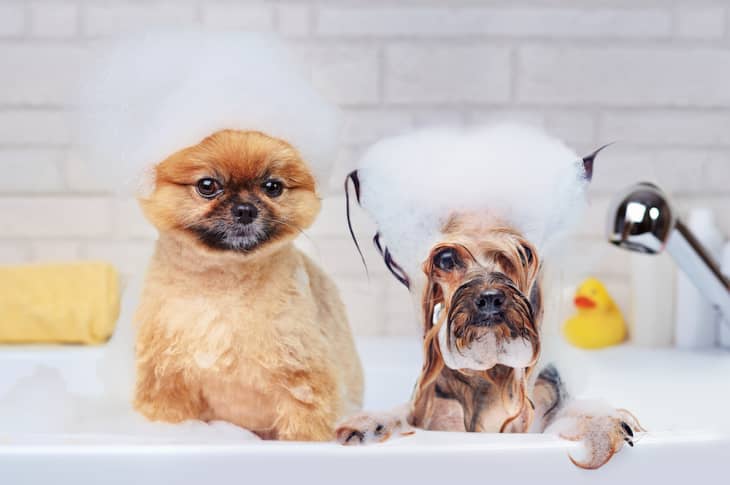 Compilation of Cats Who Don't Seem To Mind Taking Baths