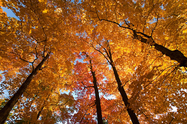 USA Map of the Peak Fall Foliage in Autumn 2018 | Apartment Therapy