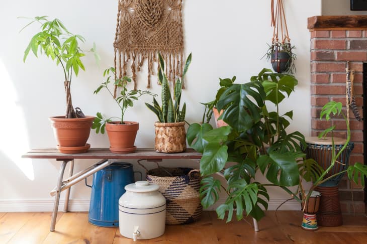 Bohemian style plant space