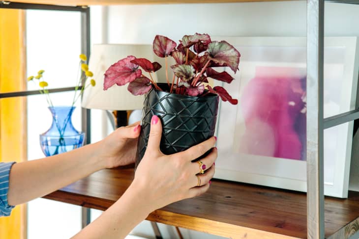 hands placing a plant in a decorative pot on a shelf