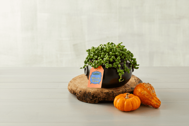 Green succulent in a black pot labeled "Witch's Brew" on a wooden slab with two small orange gourds.