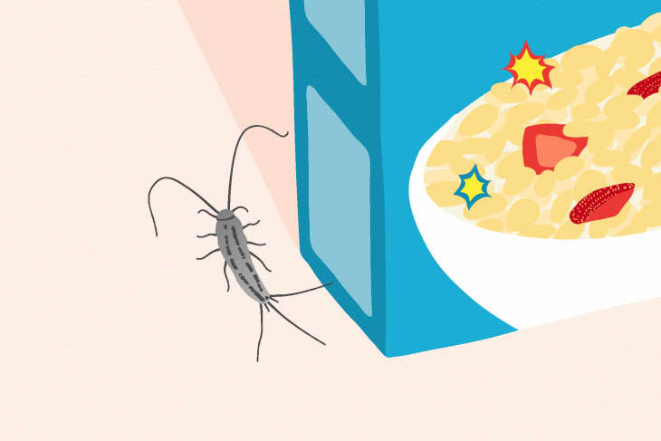 How to Get Rid of Silverfish