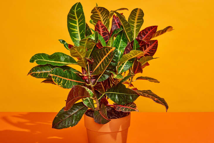 Croton Plant Care - How to Grow & Maintain Crotons | Apartment Therapy