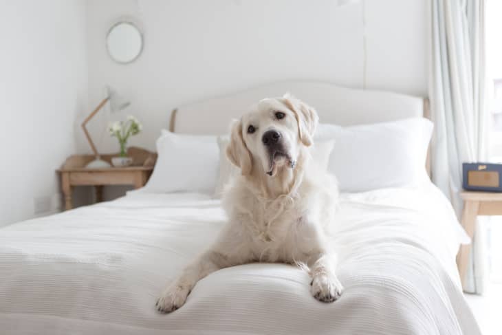 White Golden Retriever stares in confusion in white bedroom.