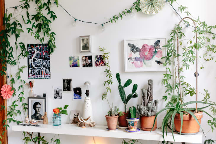 How To Start an Indoor House Plant Garden
