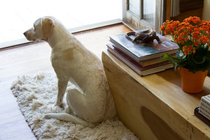 7 tips on choosing and caring for rugs when you have pets - The