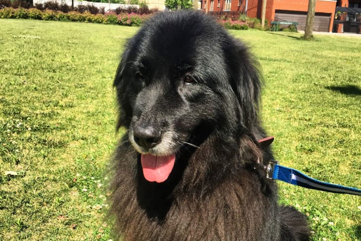 The Rise And Fall Of Elevated Dog Bowls - My Brown Newfies