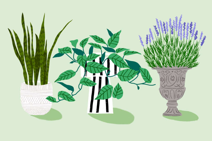 Three potted plants: snake plant in a white pot, leafy plant in a striped vase, and lavender in a decorative urn.