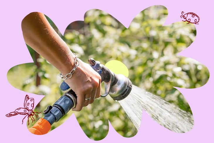 collage with person watering plants and spot illustrations around it