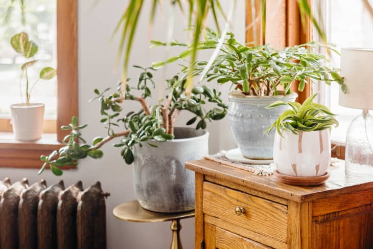 Best Faux Chinese Money Plant from West Elm