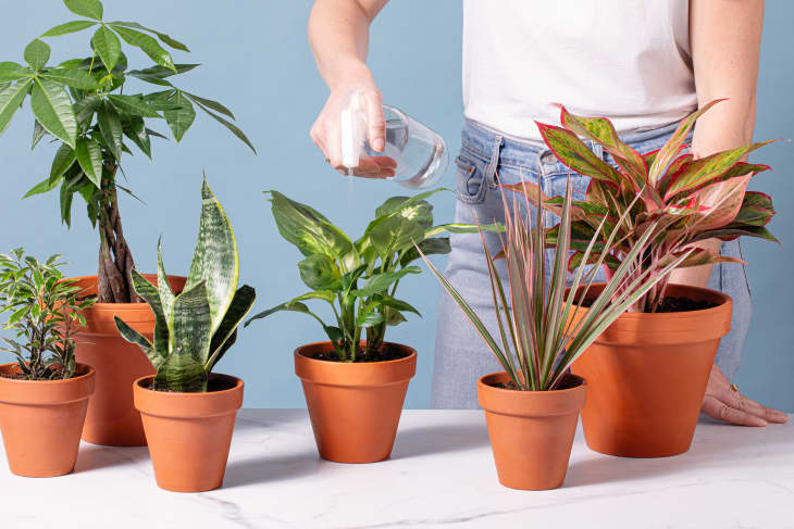 Spraying potted plants with water from glass spray bottle