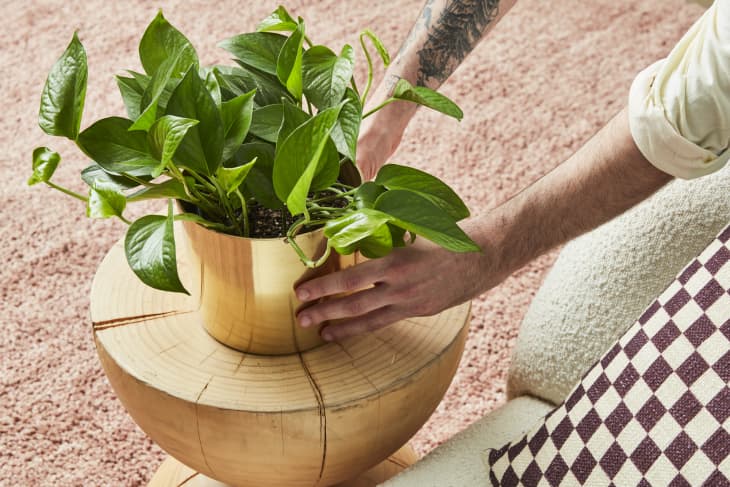 Someone placing potted plant on side table.