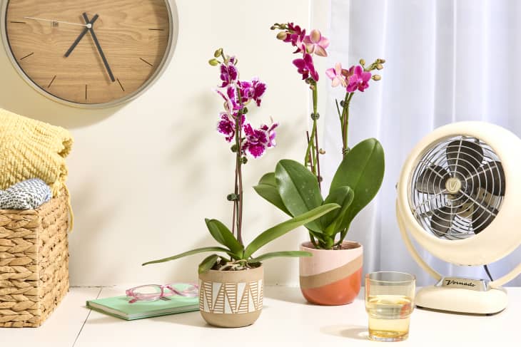 Top tips for orchid success, Indoor plants