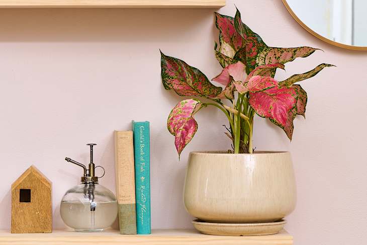 aglaonema red plant on a shelf with books, a water mister, and a small wood housea