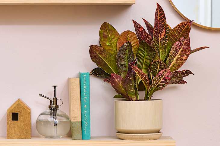A croton plant on a shelf with books, plant mister, and small wooden house
