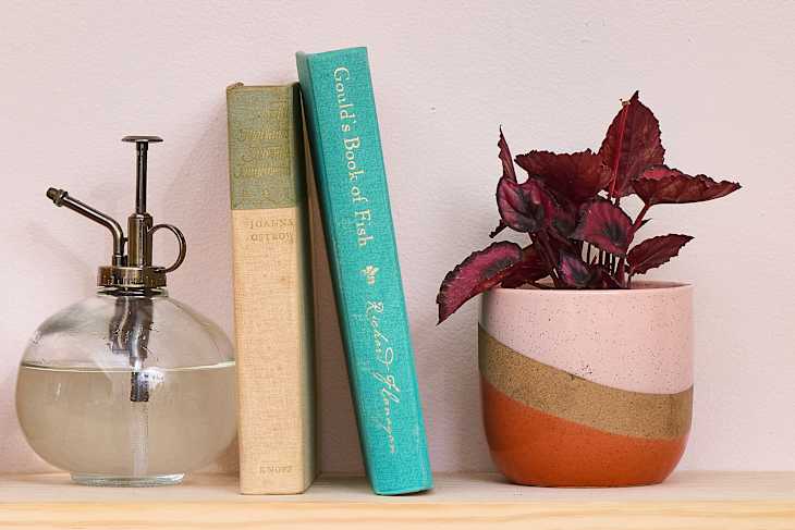 A painted leaf begonia plant on a shelf with books, plant mister, and small wooden house