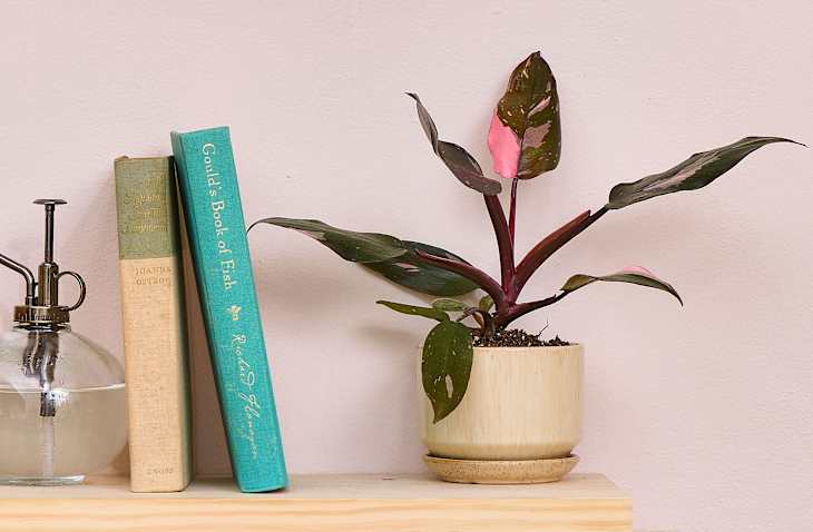 Pink Princess Philodendren plant on a shelf with books, and a water mister