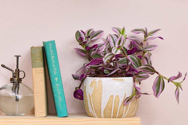 A Tradescantia Zebrina (wandering dude) plant on a shelf with books, plant mister, and small wooden house