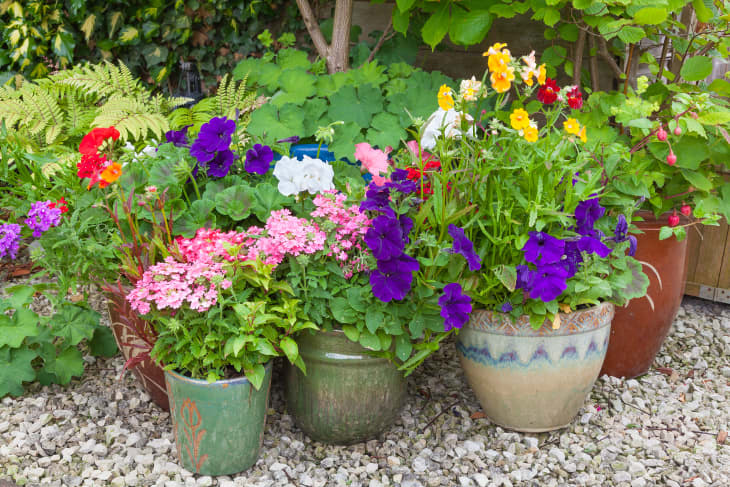 Shady corner of a garden with containers full of colorful flowers