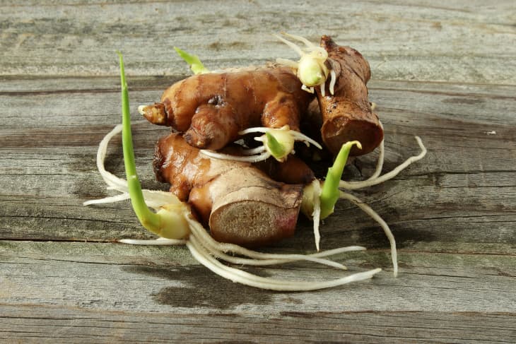 ginger root sprouted or germinated for sowing or plantation in garden