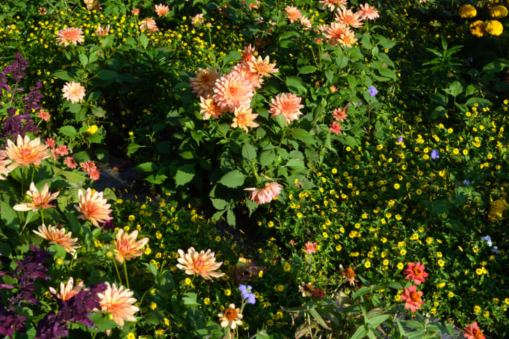 A flower bed with alstromeries and chrysanthemums