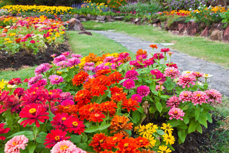 garden full of zinnias and other summer flowers