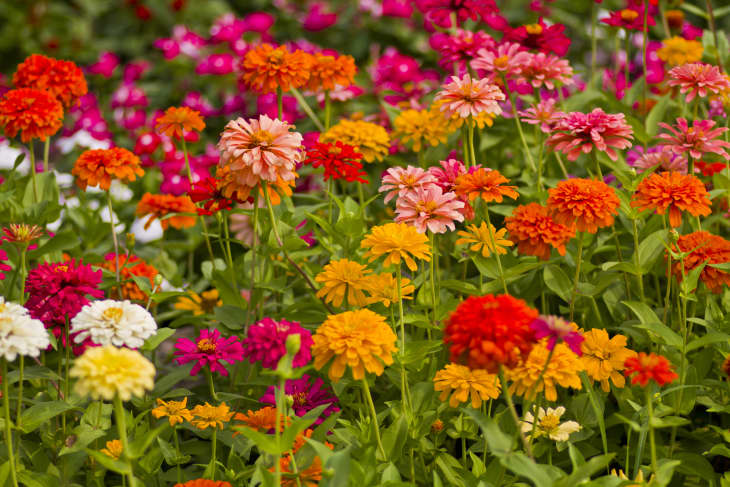 Zinnias in yellow, white, pink, and orange blooming in the garden