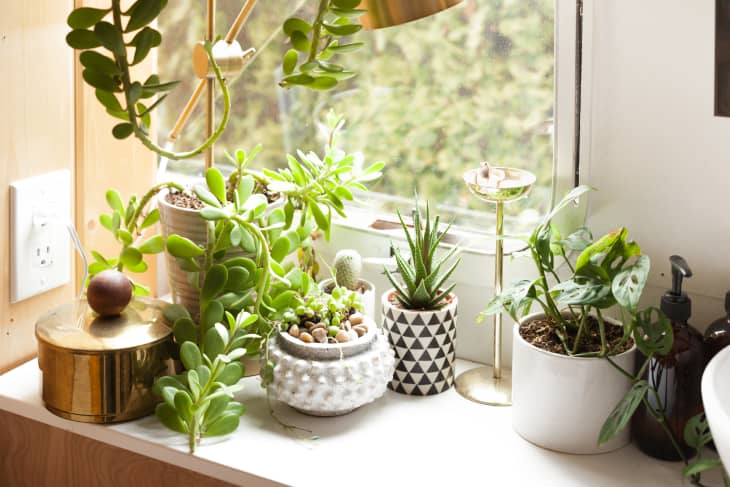 Various house plants in a windowsill