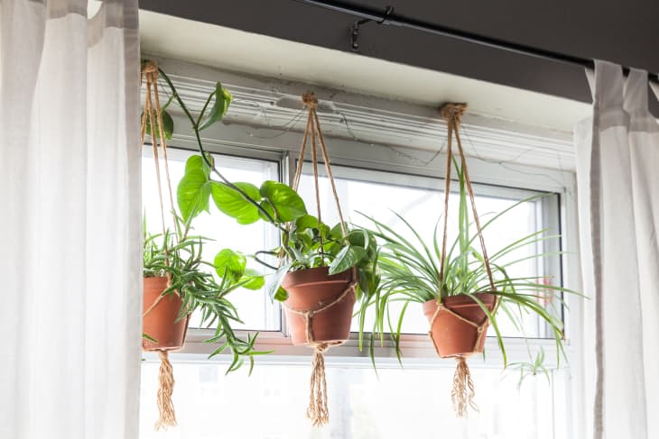 Hang Your Plants Using a Laundry Hook