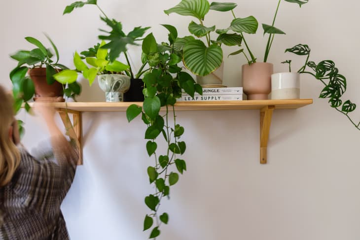 A woman adjusts the leaves of a plant on wooden wall shelf that holds many leafy plants in a cute pots.