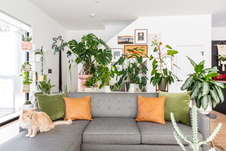 These Are the 5 Most Stylish Houseplants of 2022