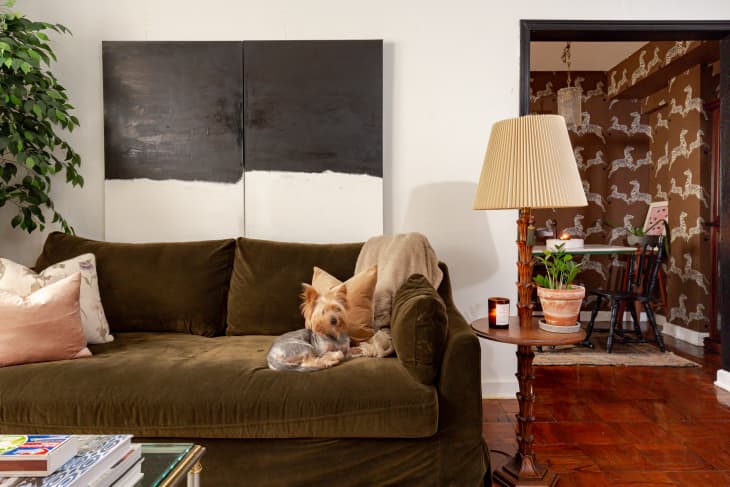 I Tried the Little Green Pet Pro and It Saved My Sofa More Than