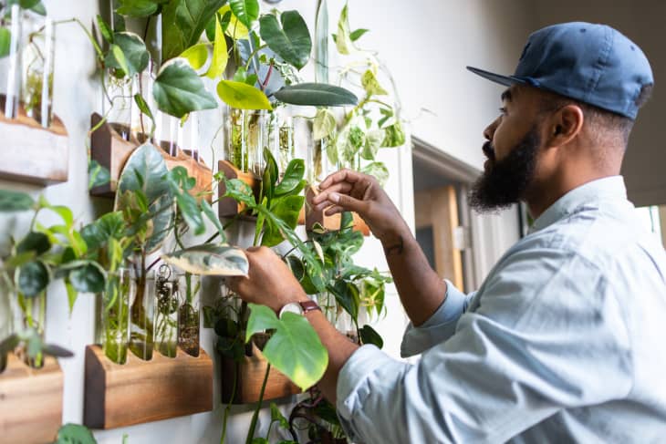 Plant Shelf Propagation Station Plant Starter With Test Tubes