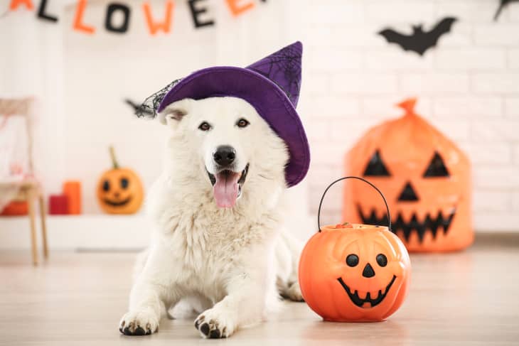Swiss shepherd dog in hat with halloween pumpkin lying at home