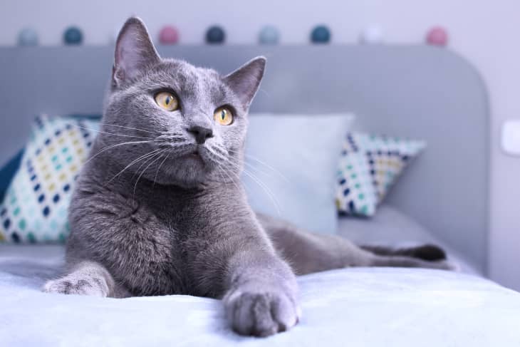 Gray cat relaxing on bed.Russian blue cat at cozy home interior. Pet care, friend of human.