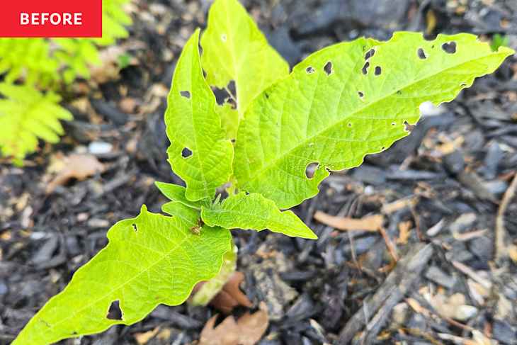 A green plant with large, jagged leaves showing significant holes and damage, surrounded by dark mulch.