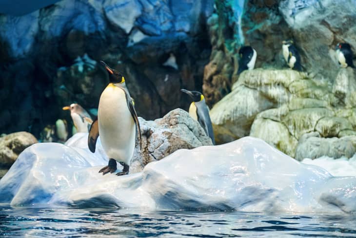 Penguins standing on ice at the aquarium