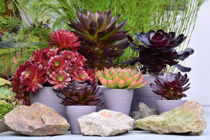 Assorted succulents in gray pots surrounded by large rocks and green foliage.