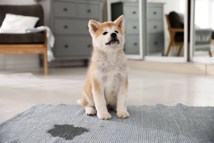 Akita puppy sitting on a blue rug in a living room with a gray dresser and a chair in the background.