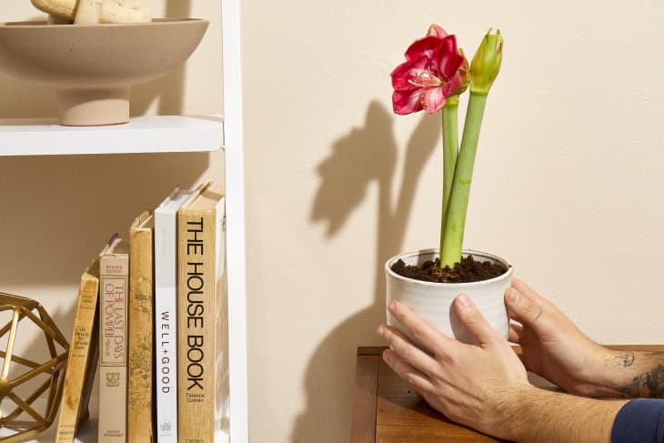 Head on shot of two hands placing a red amaryllis plant in a grey ceramic planter, onto a dark wood console table.  To the left is a white shelving unit with an assortment of home decor books and decorative bowls.