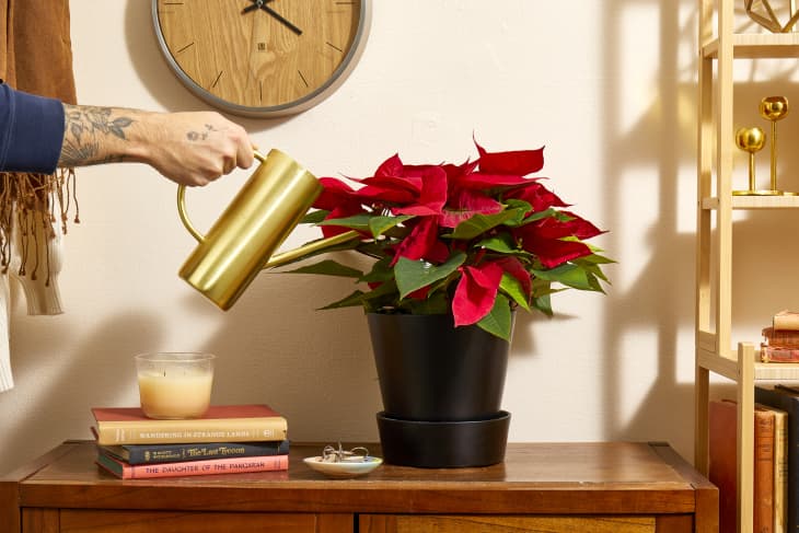 Head on shot of a living room scene, with a poinsettia in a black planter, sitting on a dark wood table. On the left side of the image there is a hand holding a gold watering can, and watering the poinsettia.