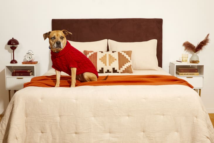 Head on shot of a bedroom with a made bed with beige bedding and the brown DIY headboard hanging behind the bed.  On top of the bed is a large dog in a red sweater.