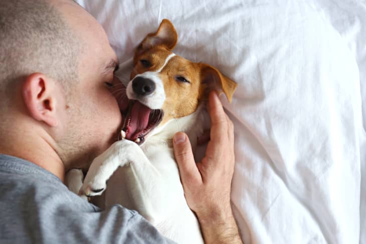 emotional support animal with owner in bed