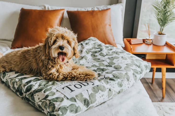 printed dog bed cover